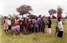 Trees4Africa Project Picture